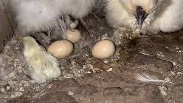 道の駅で買った卵を烏骨鶏に育ててもらった結果