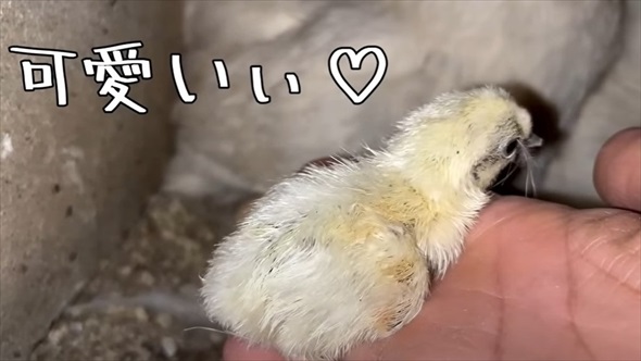 道の駅で買った卵を烏骨鶏に育ててもらった結果