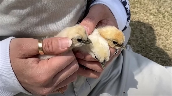 道の駅で買った卵を烏骨鶏に育ててもらった結果