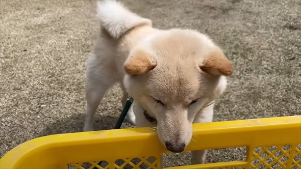 道の駅で買った卵を烏骨鶏に育ててもらった結果
