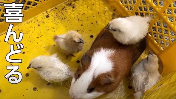 道の駅で買った卵を烏骨鶏に育ててもらった結果