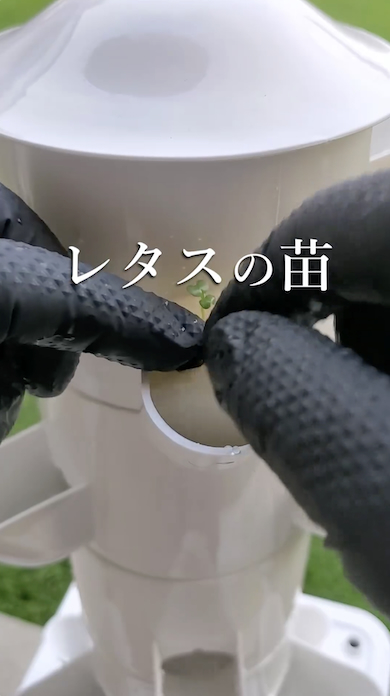 レタスの苗を設置