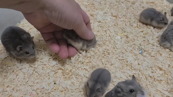 とてもよく懐いているキャンベルハムスター