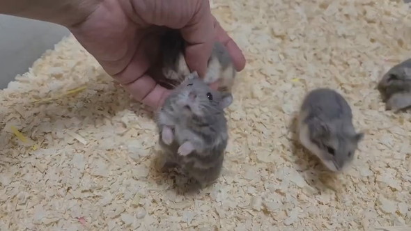 とてもよく懐いているキャンベルハムスター