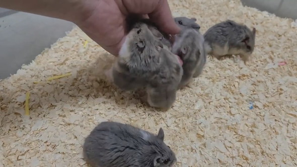 とてもよく懐いているキャンベルハムスター