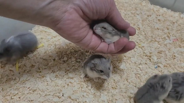 とてもよく懐いているキャンベルハムスター