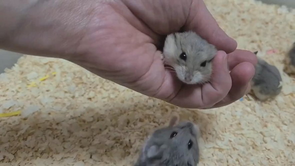 とてもよく懐いているキャンベルハムスター