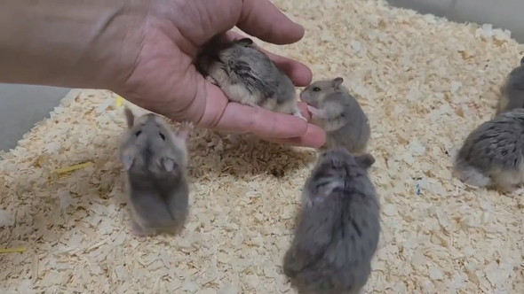 とてもよく懐いているキャンベルハムスター