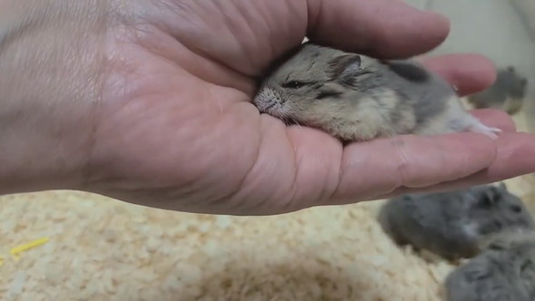 とてもよく懐いているキャンベルハムスター