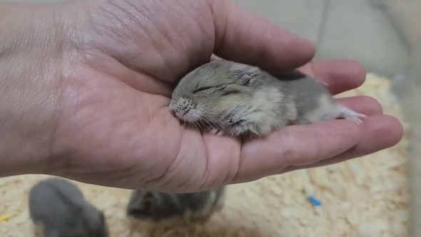 とてもよく懐いているキャンベルハムスター