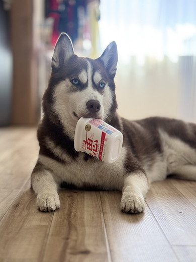 ヨーグルトの容器をくわえているシベリアンハスキーのワンコ