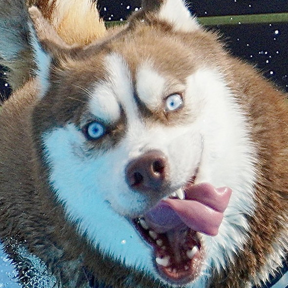 ドッグランのプールを爆走するシベリアンハスキーのワンコ