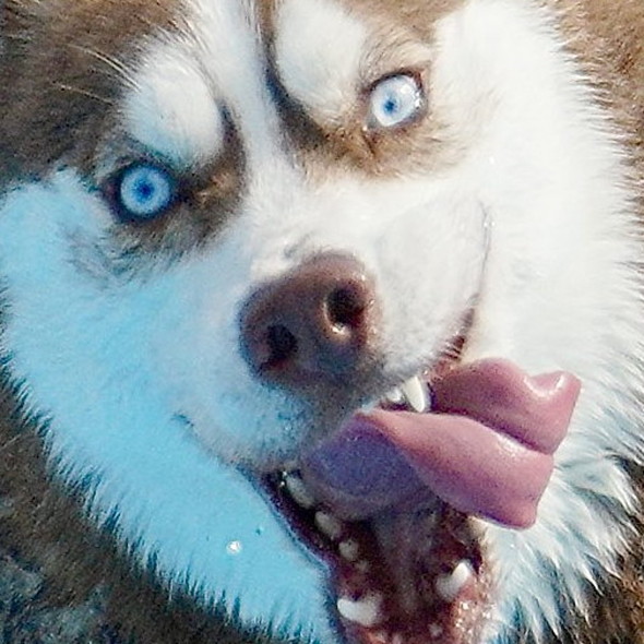 ドッグランのプールを爆走するシベリアンハスキーのワンコ