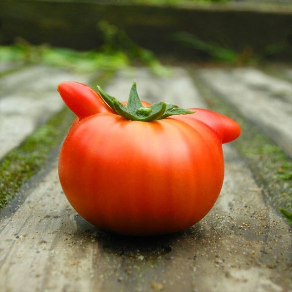 曽我農園のちいかわトマト