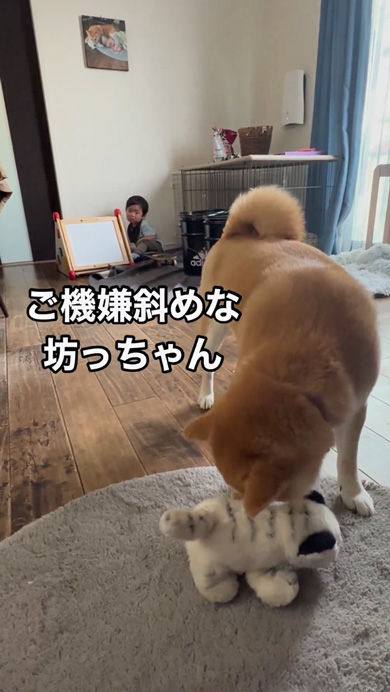 ご機嫌ななめな息子に寄り添う柴犬