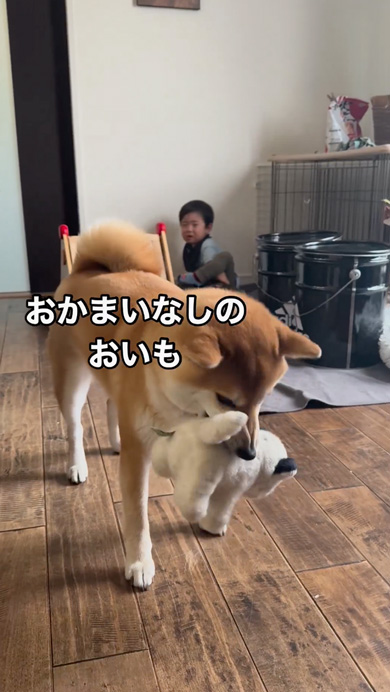ご機嫌ななめな息子に寄り添う柴犬