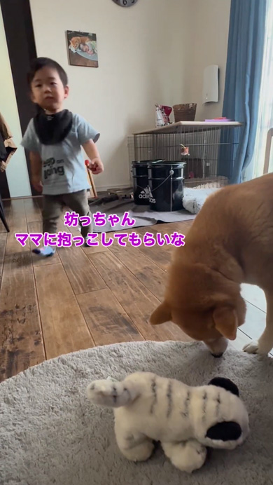 ご機嫌ななめな息子に寄り添う柴犬