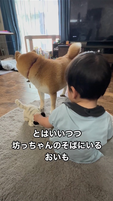 ご機嫌ななめな息子に寄り添う柴犬