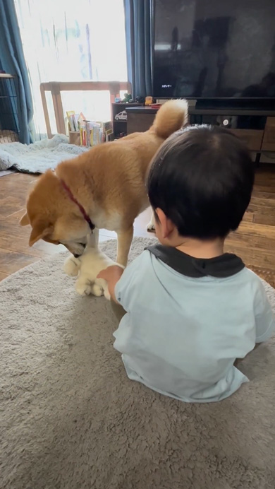 ご機嫌ななめな息子に寄り添う柴犬