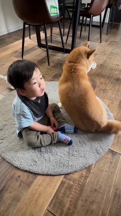 ご機嫌ななめな息子に寄り添う柴犬
