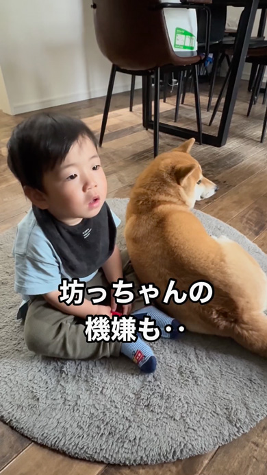 ご機嫌ななめな息子に寄り添う柴犬