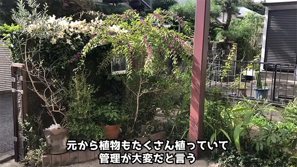 元から植物が