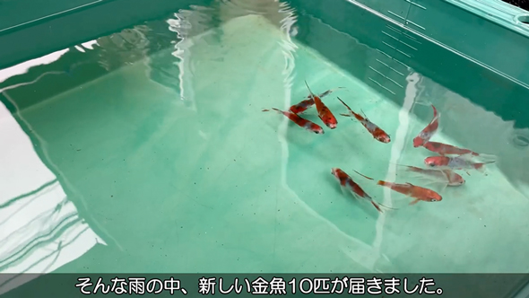 実家の池の水を全部抜いてみた