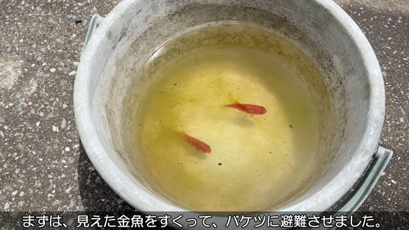 実家の池の水を全部抜いてみた