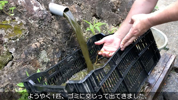 実家の池の水を全部抜いてみた