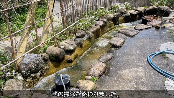 実家の池の水を全部抜いてみた