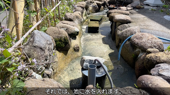 実家の池の水を全部抜いてみた
