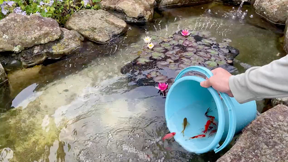 実家の池の水を全部抜いてみた