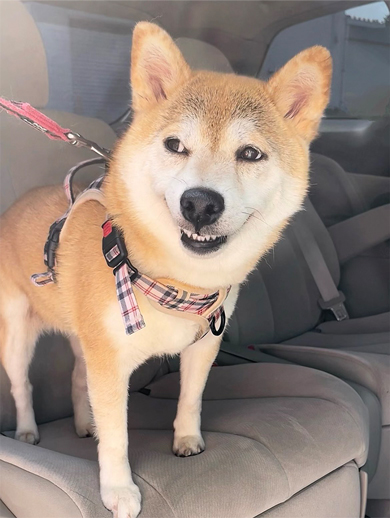 にやける柴犬