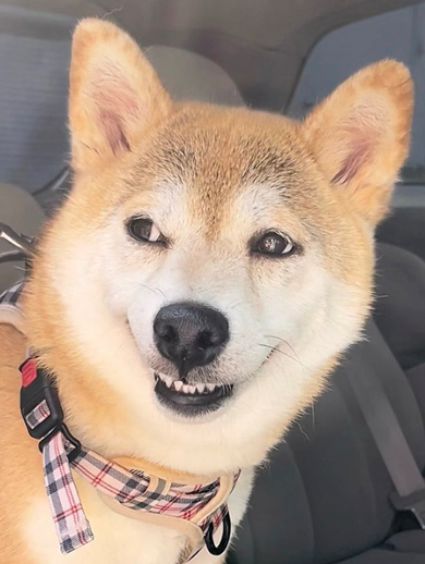 にやける柴犬