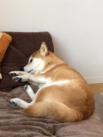 犬見知りな柴犬