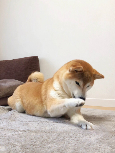 犬見知りな柴犬