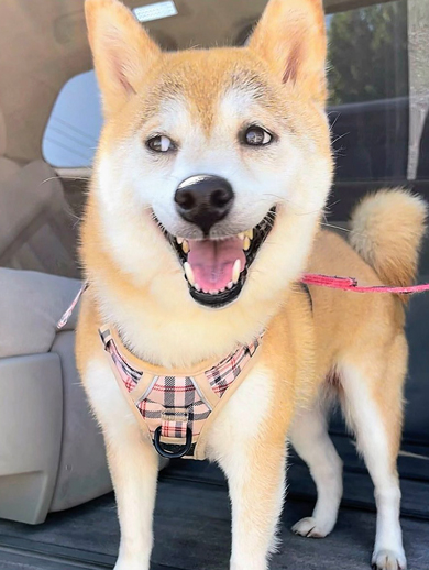 ドックラン貸切だと知った柴犬