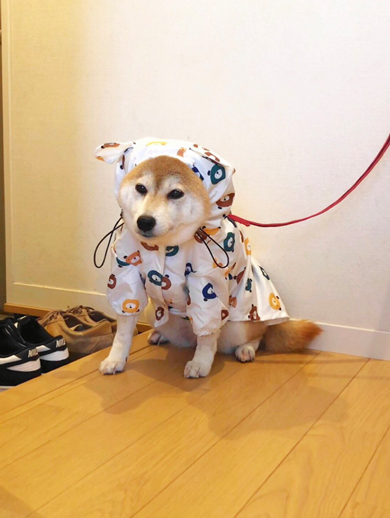 カッパを着ながらしょんぼりするワンコ