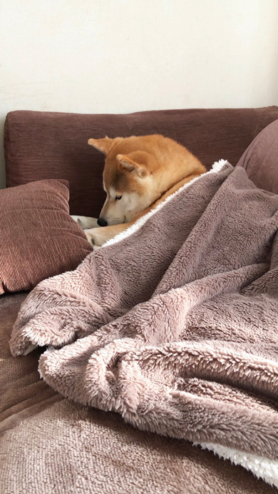 うれしくてなかなか寝付けないワンコ