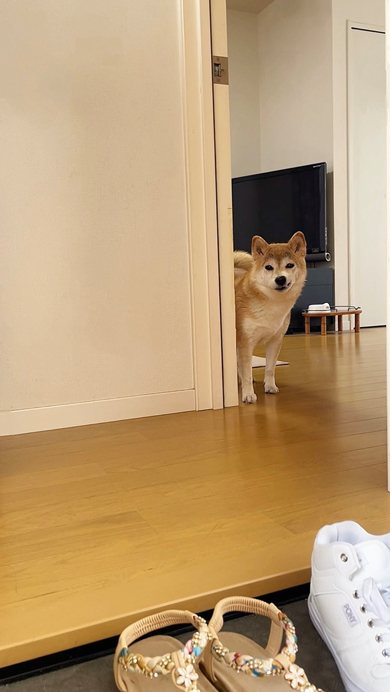 ムリに笑顔を作った犬の出迎え