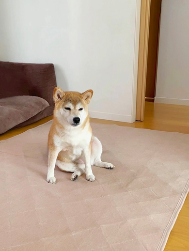 おやつがにぼしだったワンコ