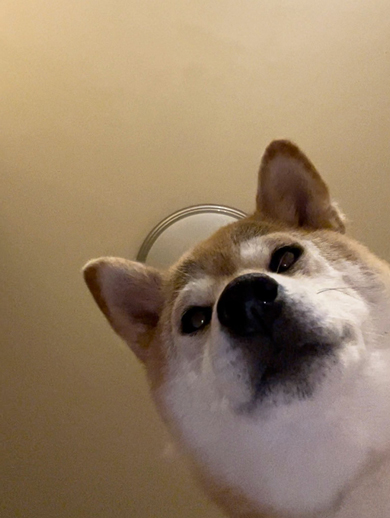 飼い主を監視するワンコ