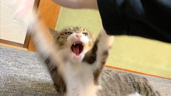 かみまくる猫ちゃん