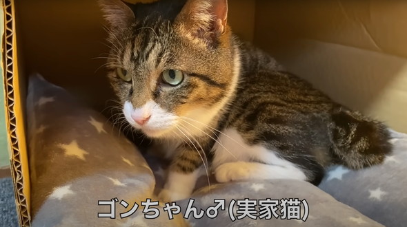 かみまくる猫ちゃん