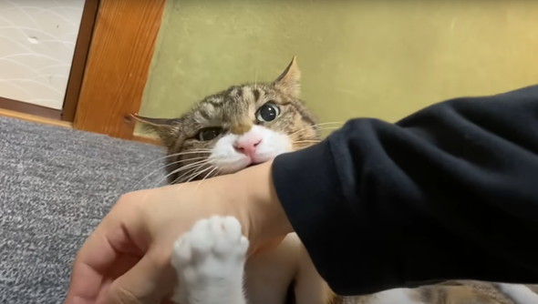 かみまくる猫ちゃん