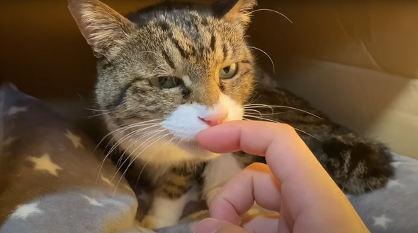 かみまくる猫ちゃん