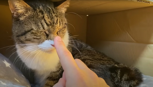かみまくる猫ちゃん