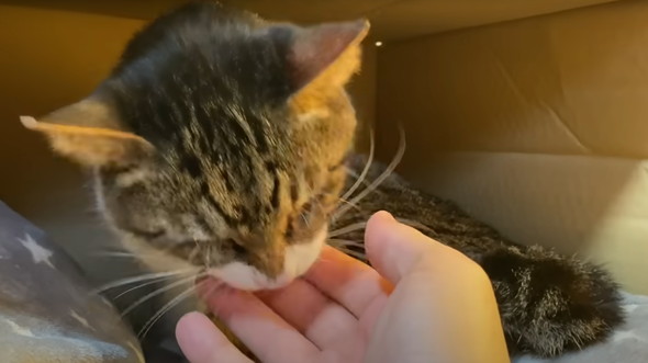 かみまくる猫ちゃん