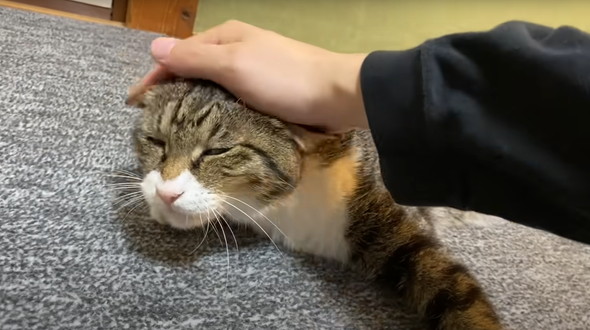 かみまくる猫ちゃん
