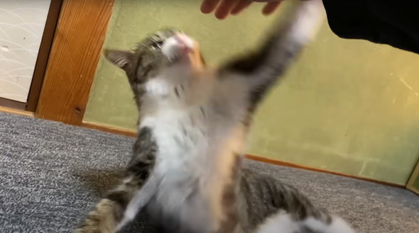 かみまくる猫ちゃん